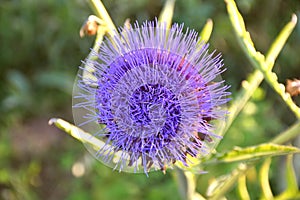 Detail of the purple petals of the edible thistle flower (Cynara cardunculus).