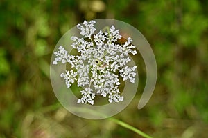 Detail of Queen Anne`s lace flower.