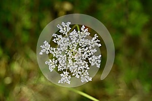 Detail of Queen Anne`s lace flower.