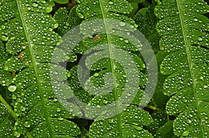 Detail Of Rain Drops On Bracken Fern, Adirondack Forest Preserve, New York photo