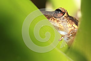 Rain frog on leaf photo