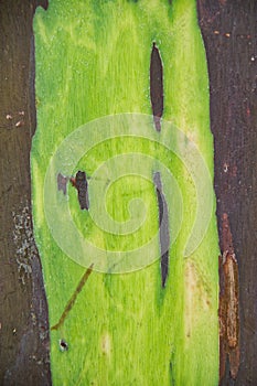 Detail of Rainbow Eucalyptus