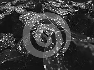 Detail of raindrops on leaves photo