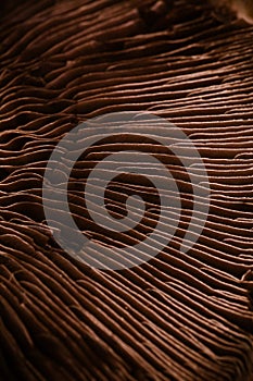 Detail of raw portobello mushroom