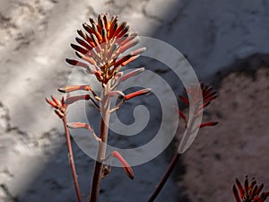 Detail of a red aloes flower