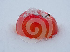 Detail of Red Apple in the Snow