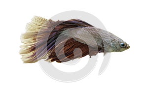 Detail of Red betta fish or Siamese fighting fish isolated on white background with clipping path