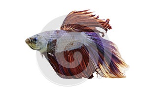 Detail of Red betta fish or Siamese fighting fish isolated on white background with clipping path