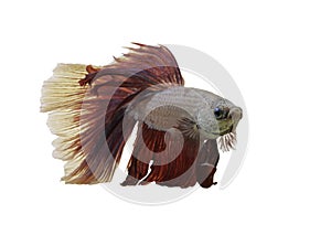 Detail of Red betta fish or Siamese fighting fish isolated on white background with clipping path