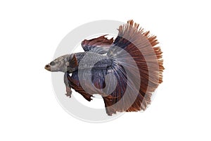 Detail of Red betta fish or Siamese fighting fish isolated on white background with clipping path