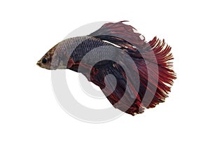 Detail of Red betta fish or Siamese fighting fish isolated on white background with clipping path