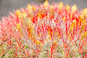 Detail of red bloom cactus
