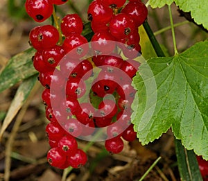 The detail of red currants, Slovakia