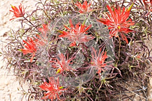 Detail of red desert wildflowers in Utah