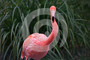 Detail of a red flamingo