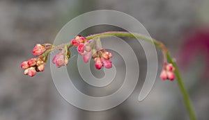 Detail of the red flower buds of the Heuchera sanguinea plant