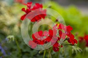 Detail of red flowers on blured background