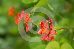 Detail of red flowers of kidney bean Phaseolus coccineus blooming on green plants in homemade garden.