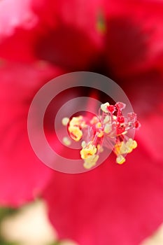 Detail of red hibiscus flower pollen