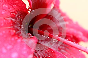 Detail of red hibiscus flower pollen