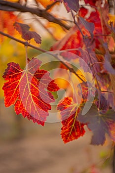 Detail on a red leaf of Lambrusco vineyard.