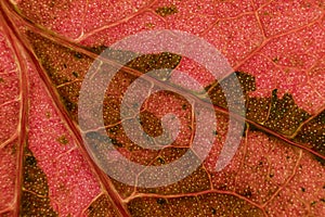 Detail of red leaves of a tree.