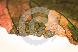 Detail of red leaves of a tree.