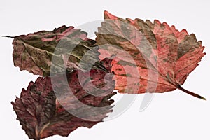 Detail of red leaves of a tree.