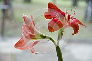 Detail of red lily flowers