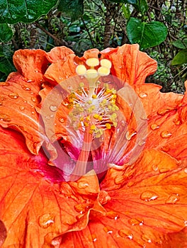 Detail of Red and Orange Hibiscus Flower in Garden