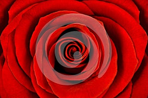 Detail of red rose