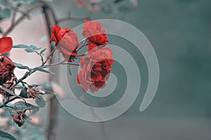 Detail of red roses bush as floral background. Close up view of red roses in Caucasus. Azerbaijan