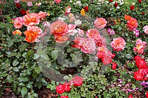 Detail of red roses