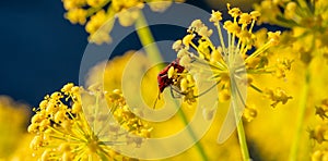 Detail of a red striped bug among the yellow flowers of a fennel plant