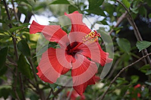 Detail of red thespesia grandiflora -maga in a botanical garden photo