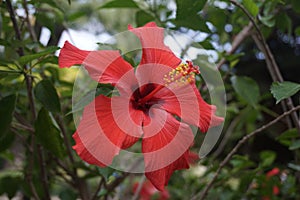 Detail of red thespesia grandiflora -maga in a botanical garden