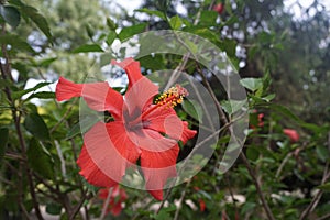 Detail of red thespesia grandiflora maga in a botanical garden photo