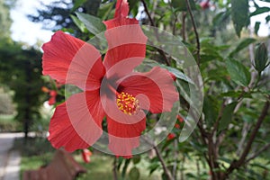 Detail of a red thespesia grandiflora -maga flower in a botanical garden photo