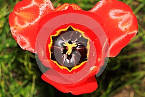 Detail of the red Tulip