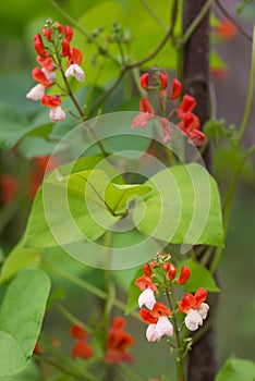 Detail of red and white flowers of kidney bean Phaseolus coccineus blooming on green plants in homemade garden.