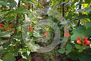 Detail of red and white flowers of kidney bean Phaseolus coccineus blooming on green plants in homemade garden.