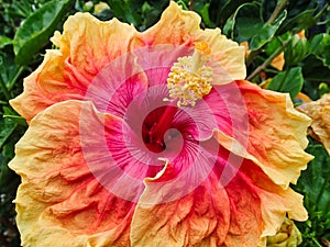 Detail of Red and Yellow Hibiscus Flower in Garden