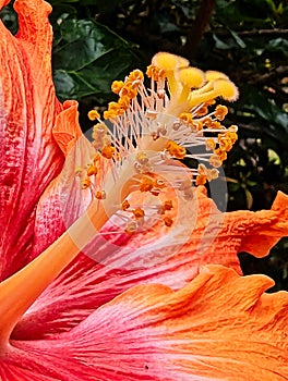 Detail of Red and Yellow Hibiscus Flower in Garden