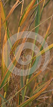 Detail of reed in autumn