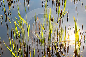 detail of reed grass in the backwater of the baltic sea in Usedom as stillife background