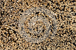 Detail of reed thatch