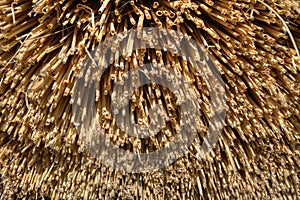 Detail of reed thatch