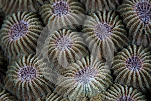 Detail of Reef-Building Coral in Tropical Pacific