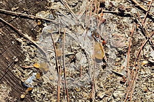 Detail of the resin of a tree on its trunk