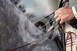 Detail of the rider hands taking the reins photo